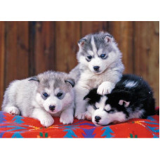 Ravensburger Mīklu 200 gab Huskies